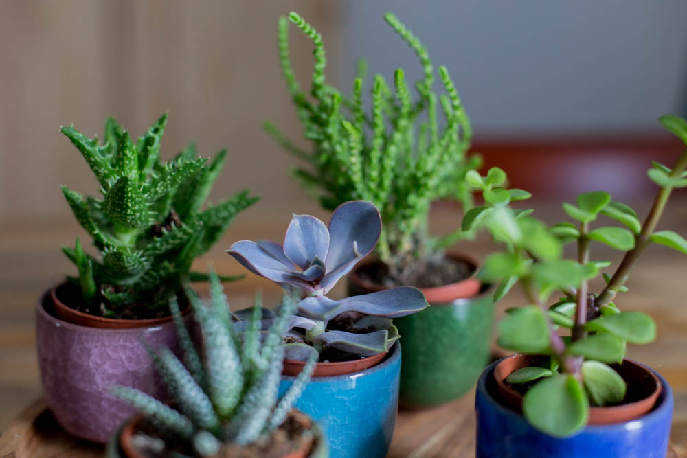 Pflanzen (11 von 12)