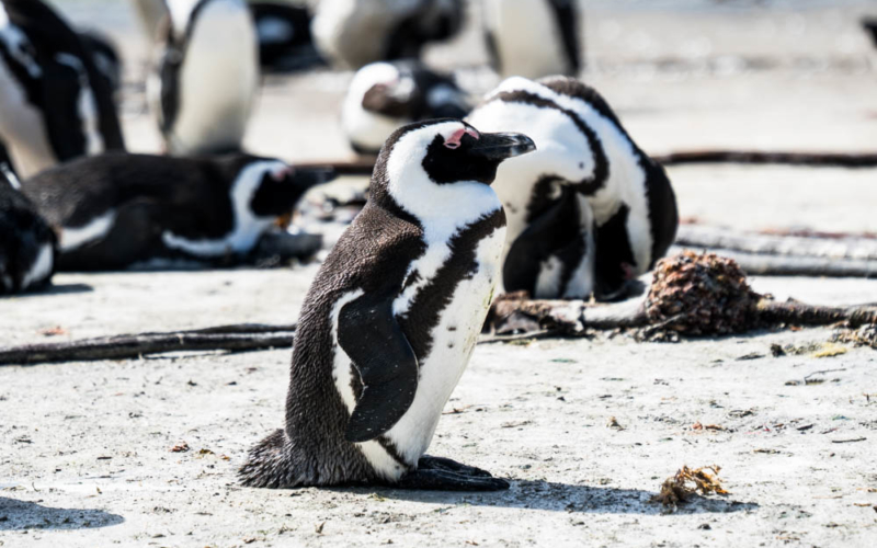 Südafrika – Teil 4: Pinguine in Bettys Bay, das beste Winetasting aller Zeit in Hermanus, Haikäfigtauchen und ein Herzensprojekt in Gaansbaai