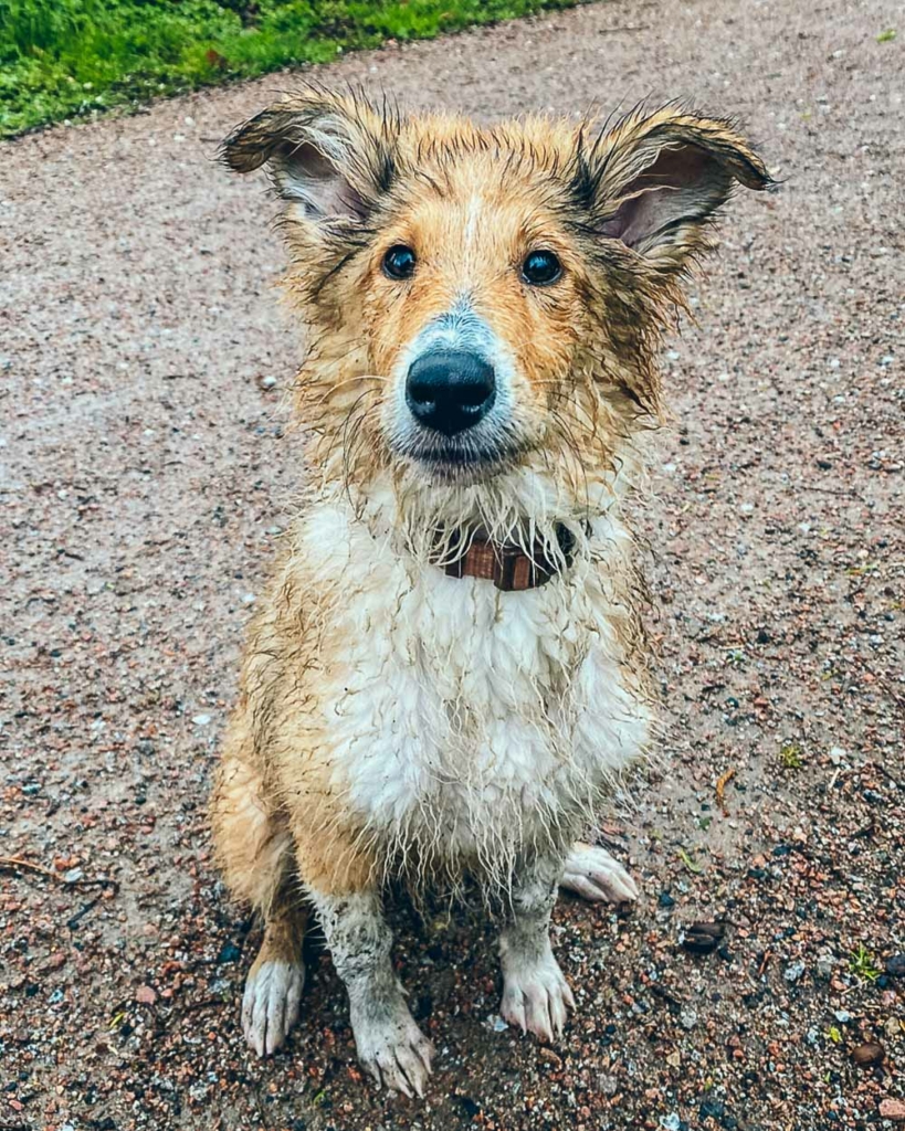 Mal hund einem erstes mit mein Zum ersten